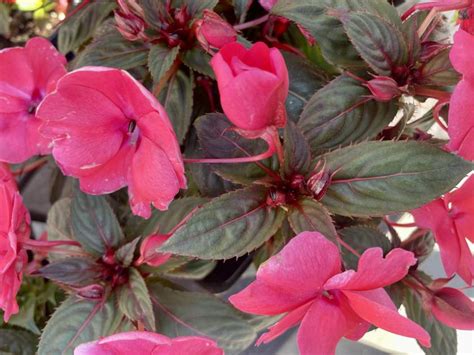 Sunpatiens® Compact Deep Rose Impatiens X Hybrida