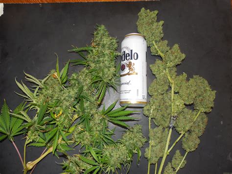 Super Skunk Automatic Von Sensi Seeds Cannabis Sorten Infos