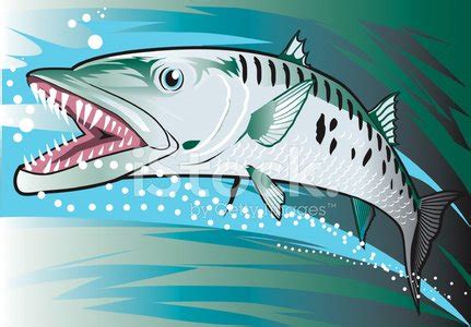 Barracuda Stock Vector | Royalty-Free | FreeImages