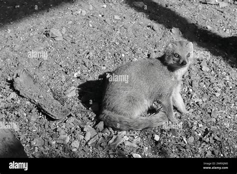 Black And White Monochrome Close Up Of A Yellow Mongoose 3 March