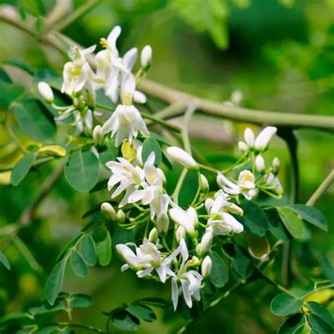 How To Plant And Grow Moringa Moringa Oleifera