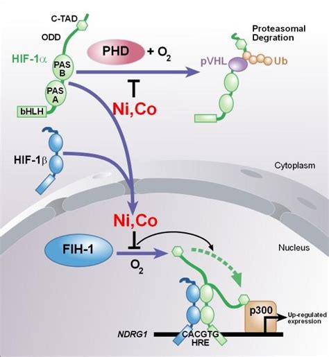 The Illustration Of The Hypothetical Mechanism By Which Nickel And