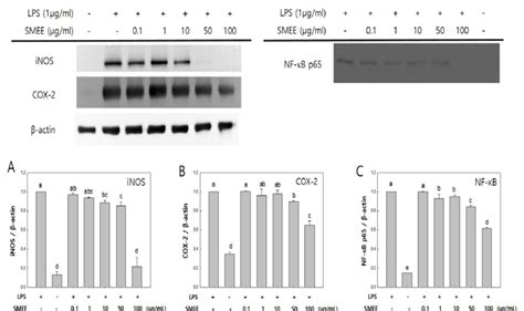 Effect Of Smee On Lps Stimulated A Inos B Cox 2 And C Nf κb P65