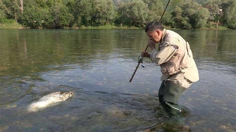 Pecanje Pastrmke Na Varalicu Na Reci Neretvi Bih Fishing Trout Full