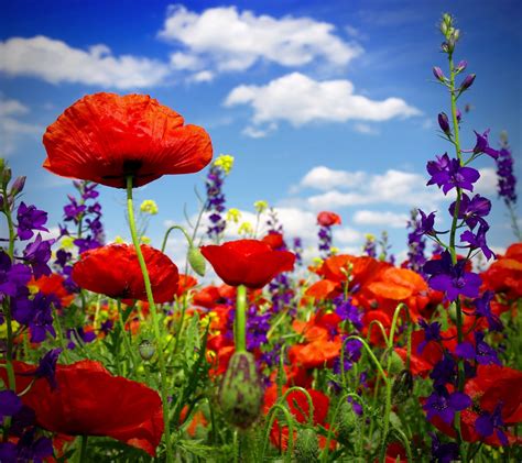 Poppy Flower Wallpaper (63+ images)