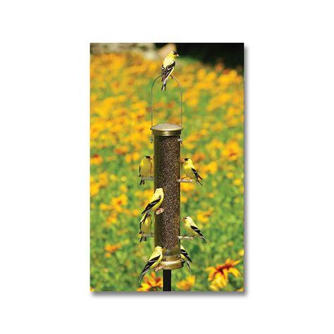 Finch Bird Feeders