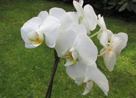 Orchidee N Zo Verzorg Je Ze Groene Passies