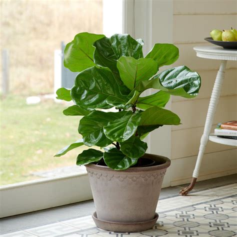 Foliage Houseplants | White Flower Farm