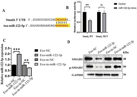 Ijms Free Full Text Adipose Mesenchymal Stromal Cell Derived