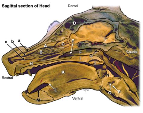 Sagittal Section Head Diagram Quizlet