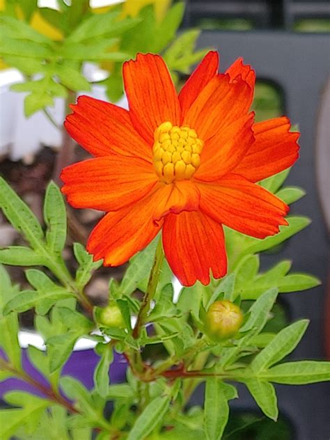 Cosmos Seedlings [Palm Coast, Florida] – The Biggs Kids Nursery