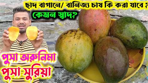 পুসা অরুনিমা ও পুসা সুরিয়া এদের স্বাদ কেমন ছাদ বাগানে ও বানিজ্যিক ভাবে