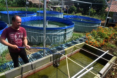 Budi Daya Ikan Lele Dengan Sistem Bioflok Antara Foto