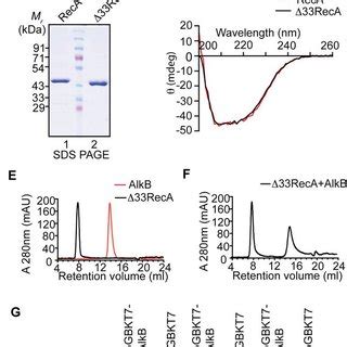 N Terminal Domain Of RecA Is Important For Interaction With AlkB A