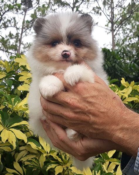 Pomeranian Puppies For Sale West Palm Beach Fl 364883