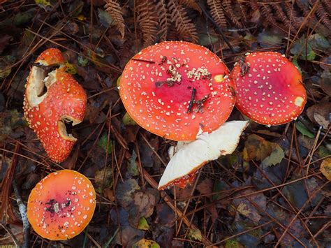 Amanita Muscaria Amanite Tue Mouches Ou Fausse Oronge Flickr