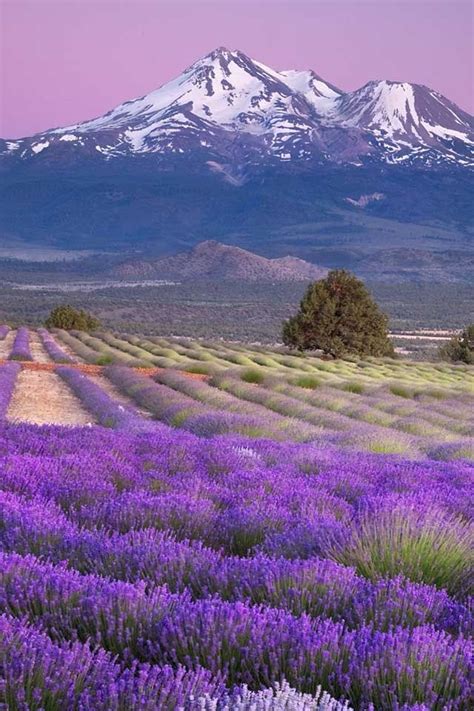 Lavender Fields Mountain In The Background Scenery Mountain