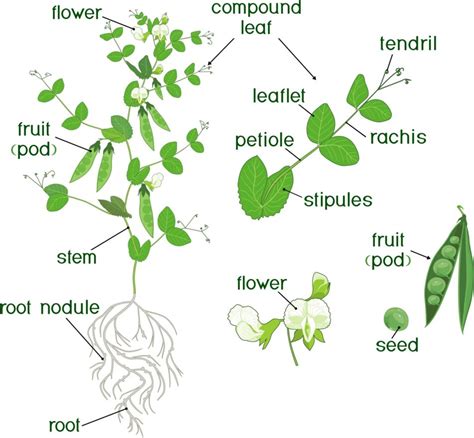 Labelled Diagram Of Pea Flower 17 Gardening Activities For K