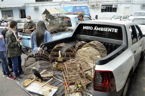 Guarda Ambiental De Barra Mansa Divulga Balanço De Atendimentos De 2023