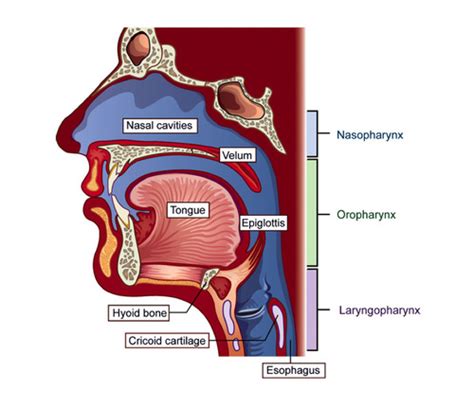 Oro Pharyngeal Flashcards Quizlet