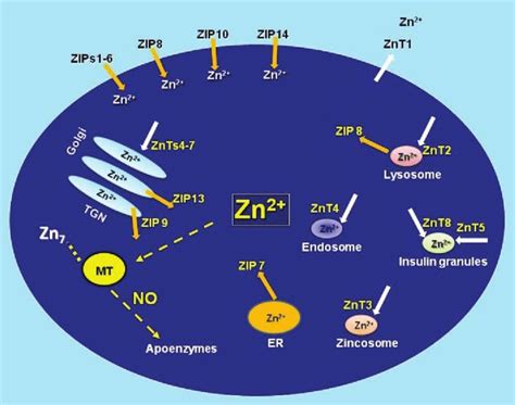 Regulators Of Intracellular Zinc Homeostasis The Labile Pool Of