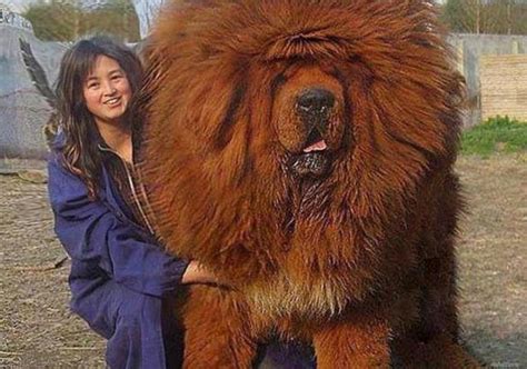 The Biggest Tibetan Mastiffs 29 Photos The Largest Tibetan Mastiff