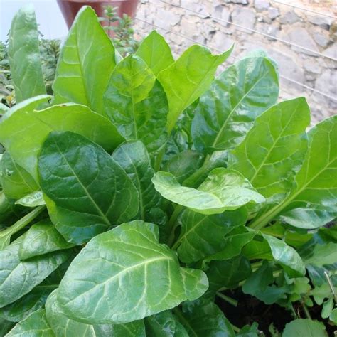 Spinach Perpetual Premier Seeds Direct