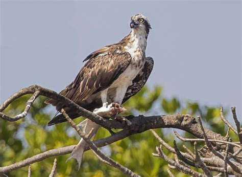Osprey