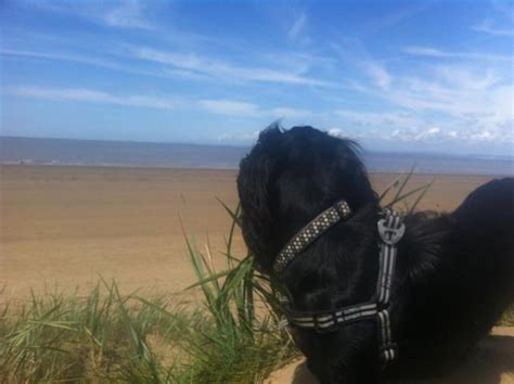 Dog walk at Brean Beach · Somerset · Walkiees