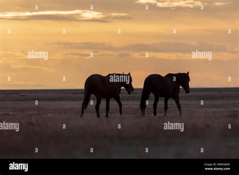 Wild Horse Stallions In The Sunset Stock Photo Alamy