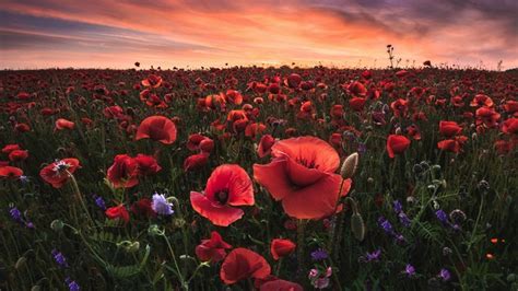 Poppy 4k Red Flower Hd Wallpaper Rare Gallery