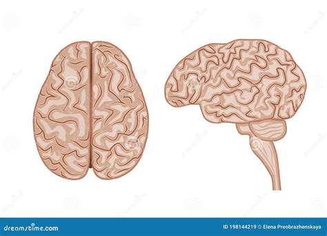 Cerebro Humano Vista Superior Y Vista Lateral Anatomía Sistema Nervioso Ilustración Del Vector