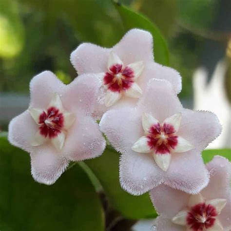 Hoya Carnosa La Pianta Dai Fiori Di Cera