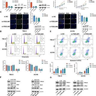 Fbxl Knockdown Inhibits Cell Proliferation And Induces Apoptosis A