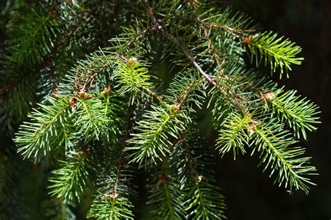 Common Douglas Fir Trinity County Plant Leaves Douglas Fir