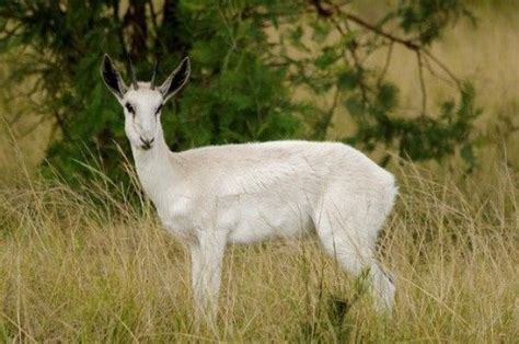 Springbuck White