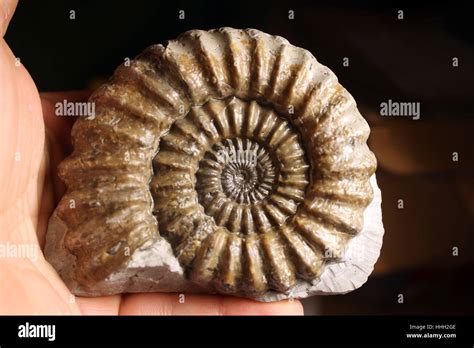 Ammonite Fossil Found On The Jurassic Coast Charmouth Dorset