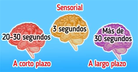 Qu Son La Memoria Sensorial A Corto Plazo Y A Largo Plazo Ideas En