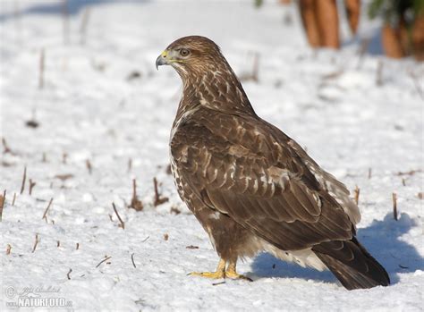Káně lesní | Naturfoto.cz