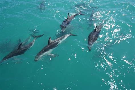 Dolphin Encounter Kaikoura 2019 All You Need To Know Before You Go