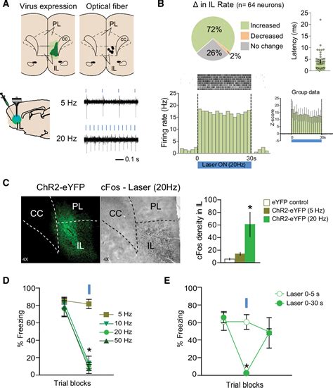 Figure 1 From Revisiting The Role Of Infralimbic Cortex In Fear