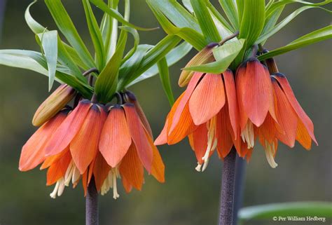 Crown Imperial Fritillary Fritillaria Imperialis Orange Beauty In