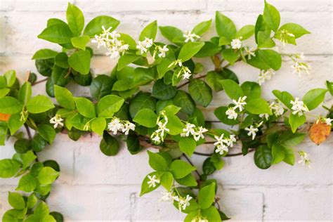 30 Best Indoor Creeper Plants You Can Grow Easily In Home