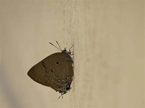 Black Spot Hairstreak From Parque Estadual Do Caracol Canela Rs Br