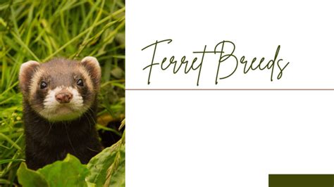 Ferret Breeds and Types – Breed Knowledge