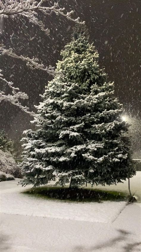 Snowy Night with a Beautiful Snow Covered Tree