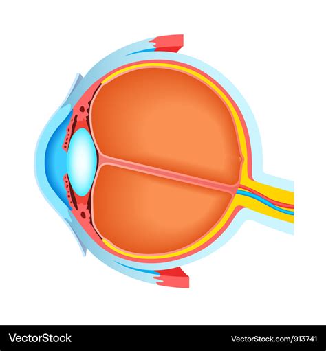 Cross section of human eye Royalty Free Vector Image