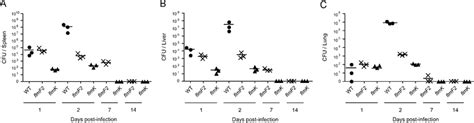 Bacterial Burden In A Spleen B Liver And C Lung Of Mice After