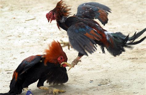 O Que Significa Perna E Galo Leia Aqui O Que Significa Uma Perna E Um