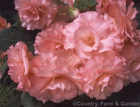 Begonia X Tuberhybrida Fiona Ramsay One Of The Many Fancy Flowered